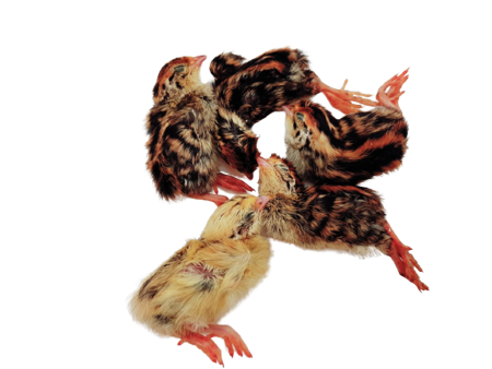 Day-old quails PACKAGE of 100pcs