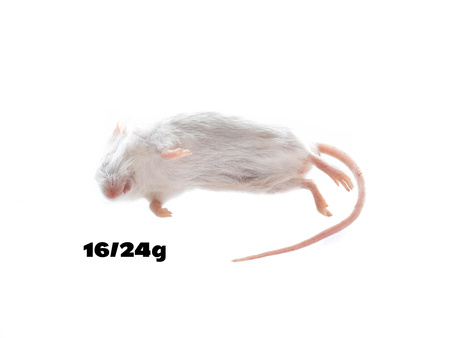 Mice L 16/24g [25 pieces]