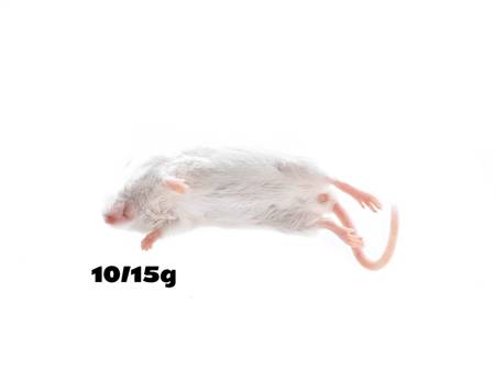 Mouse 10/15g PACK of 100pcs
