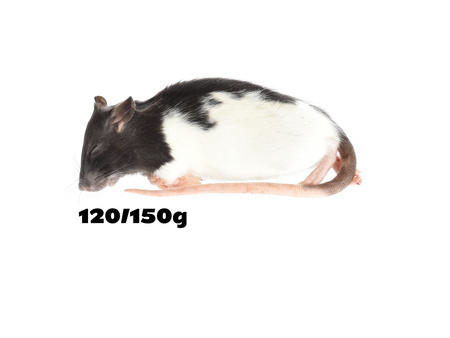 Rats 120/150g