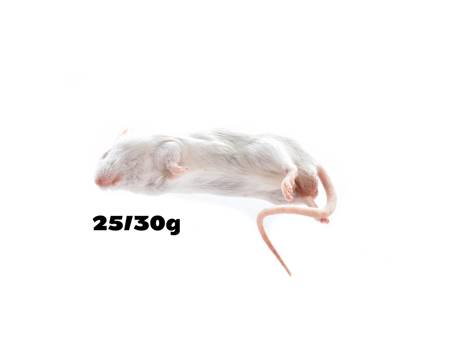 Mäuse XL 25/30g [10 Stück]
